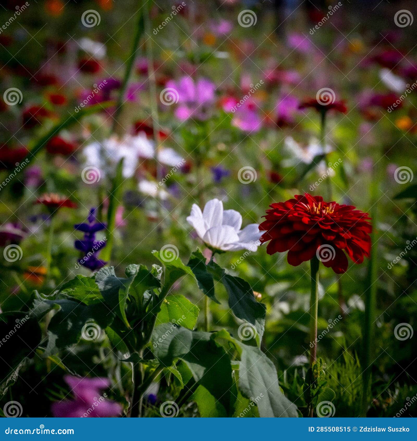 Flowers in the meadow. stock image. Image of shadow - 285508515