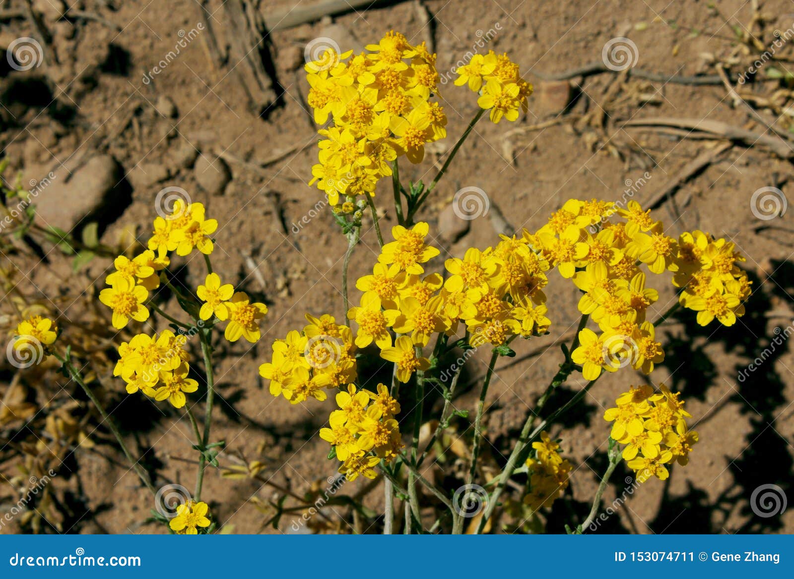 golden yarrow, yellow yarrow flowers