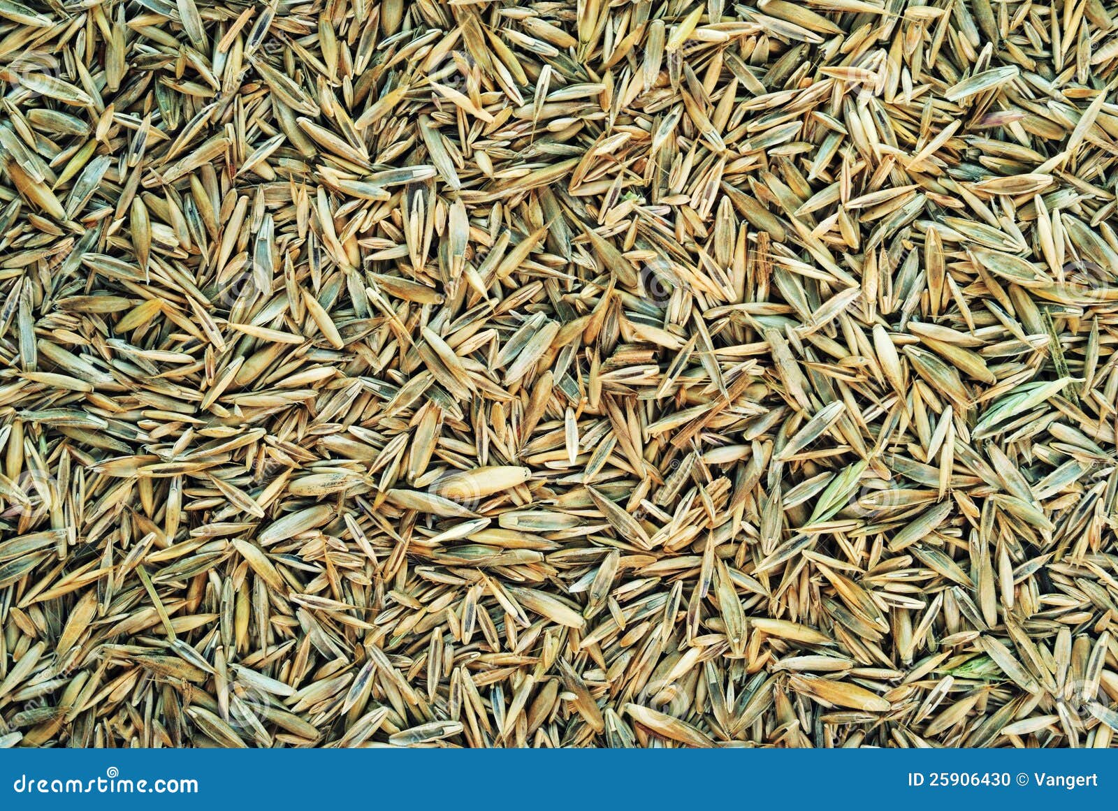 Meadow grass seeds stock photo. Image of horizontal, multi 25906430