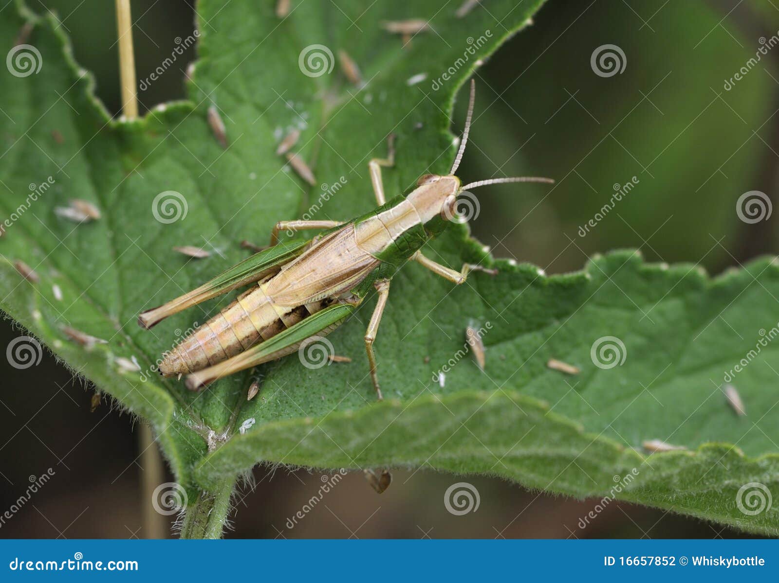 Meadow Grasshopper stock photo. Image of grasshopper Biology Diagrams