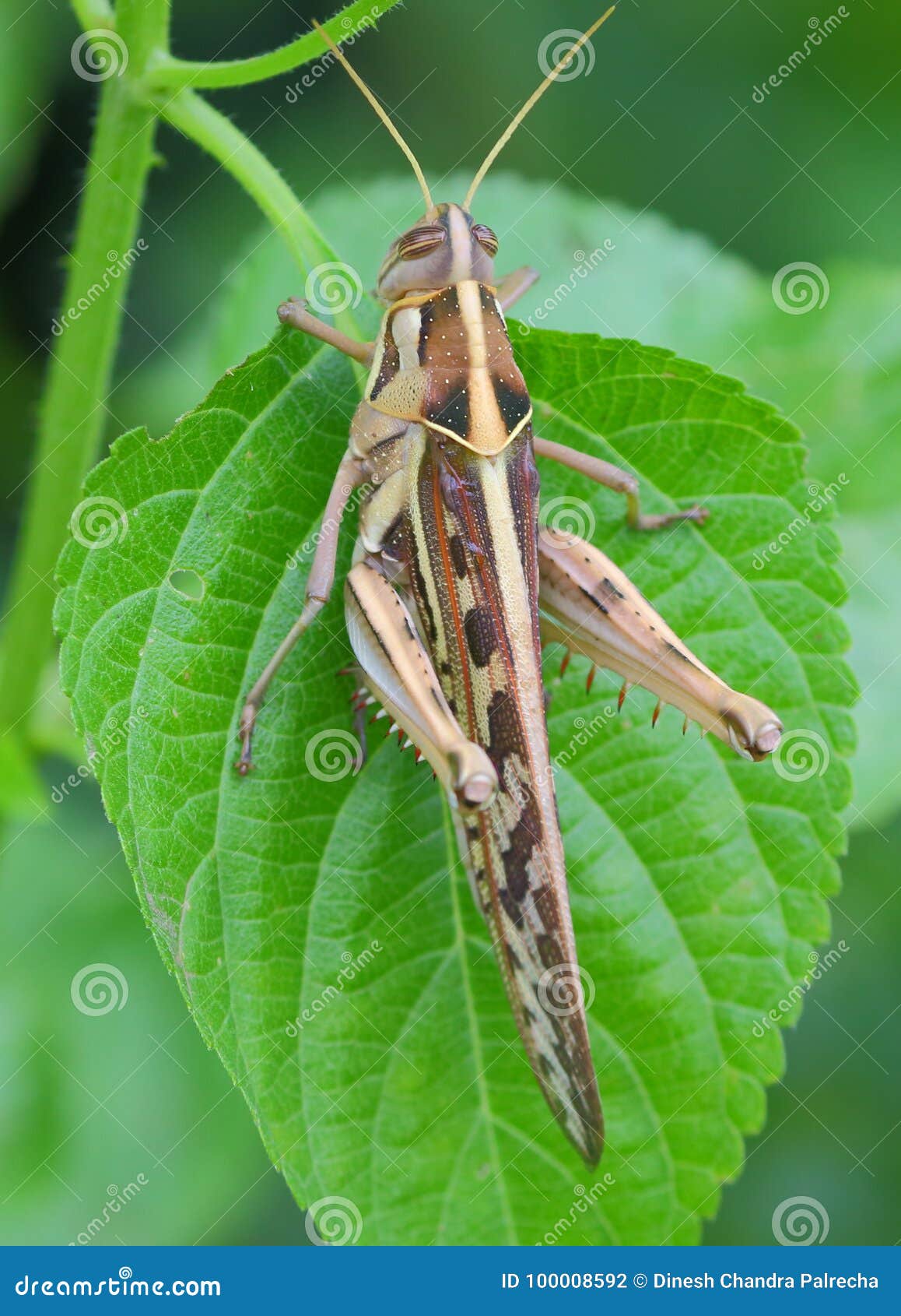 Meadow grasshopper stock photo. Image of organism, plants Biology Diagrams