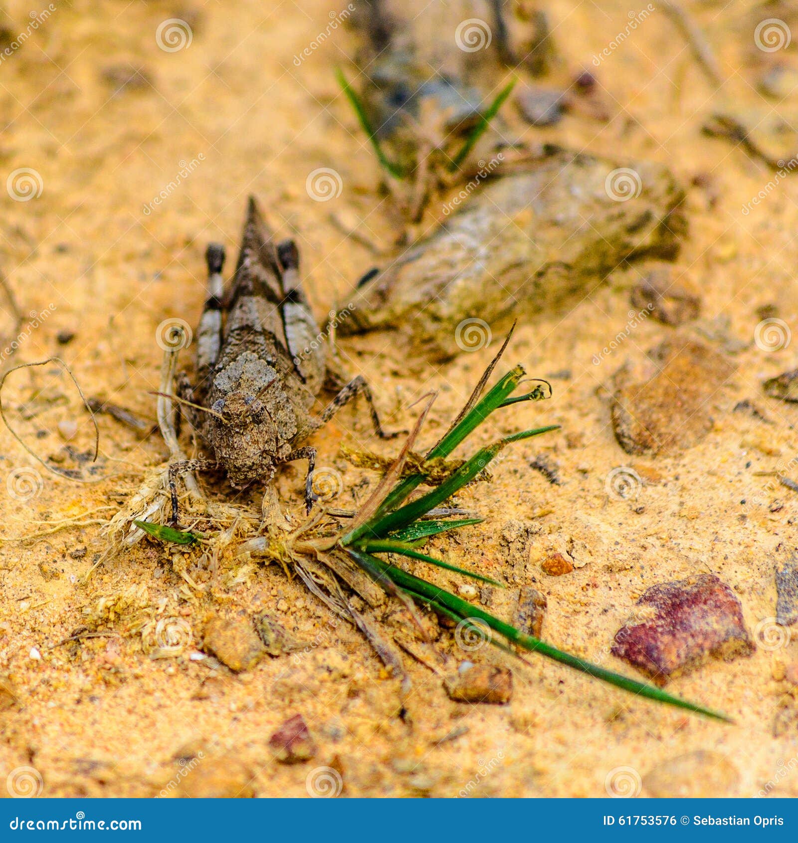 Meadow grasshopper stock photo. Image of natural, fresh Biology Diagrams