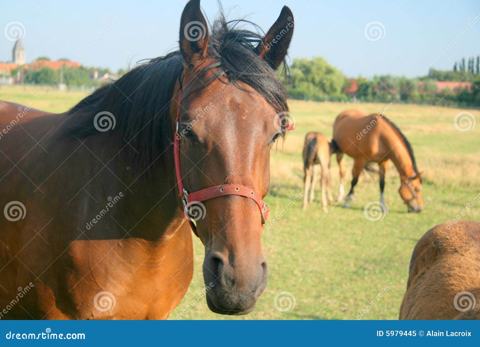 Meadow horses stock image. Image of horses, farm, horse 5979445