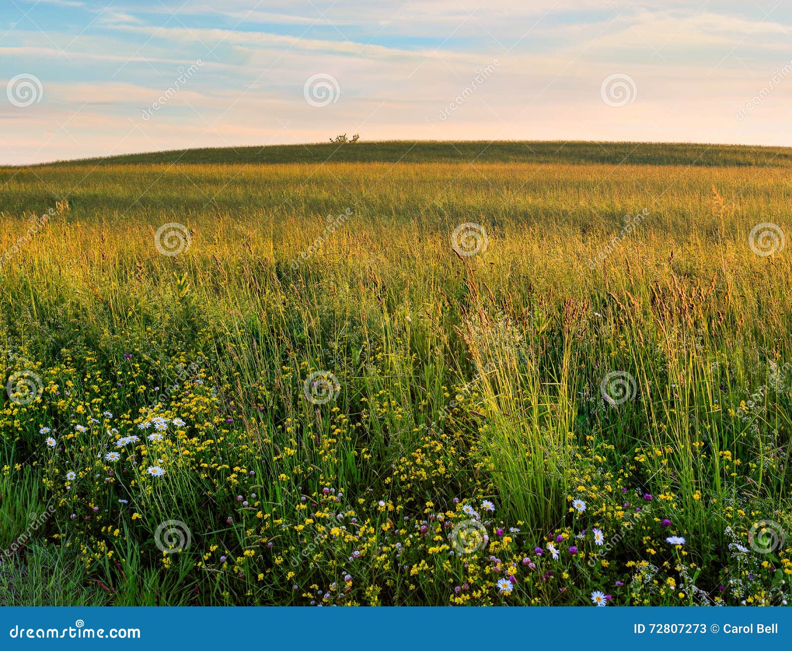 Meadow Land in Hudson Valley NY Spring Stock Image Image of countryside, environment 72807273