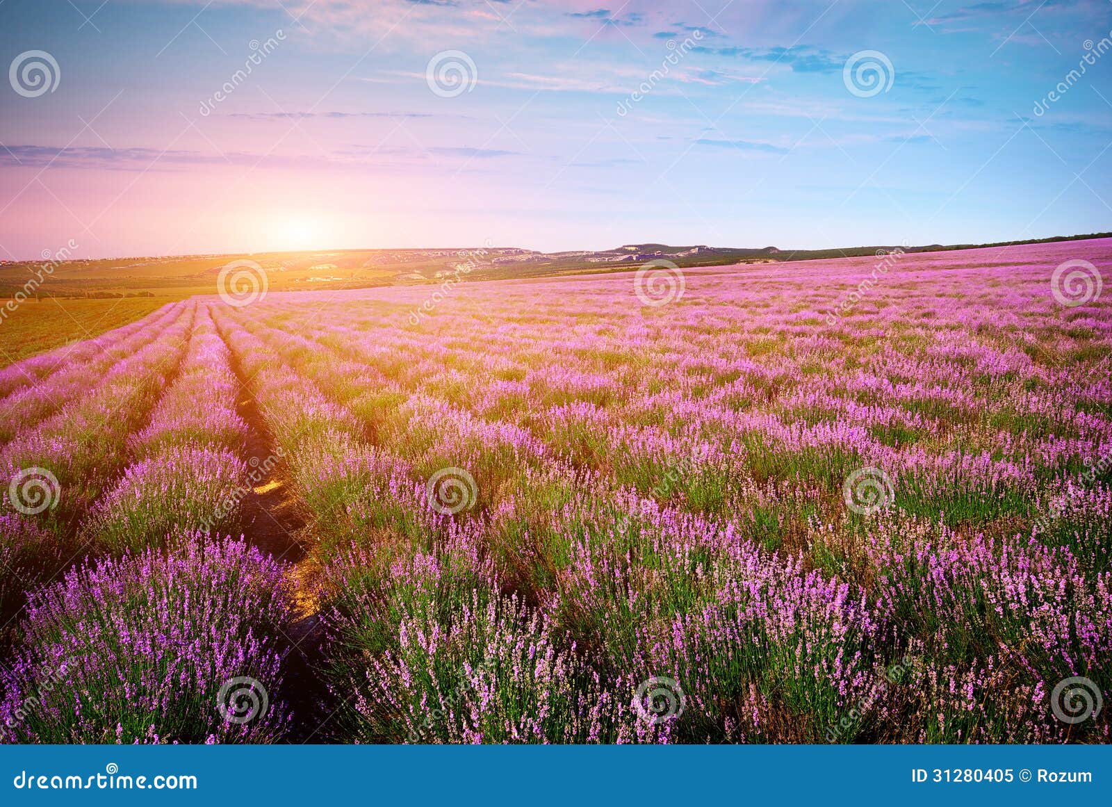 Meadow of lavender stock image. Image of france, green - 31280405