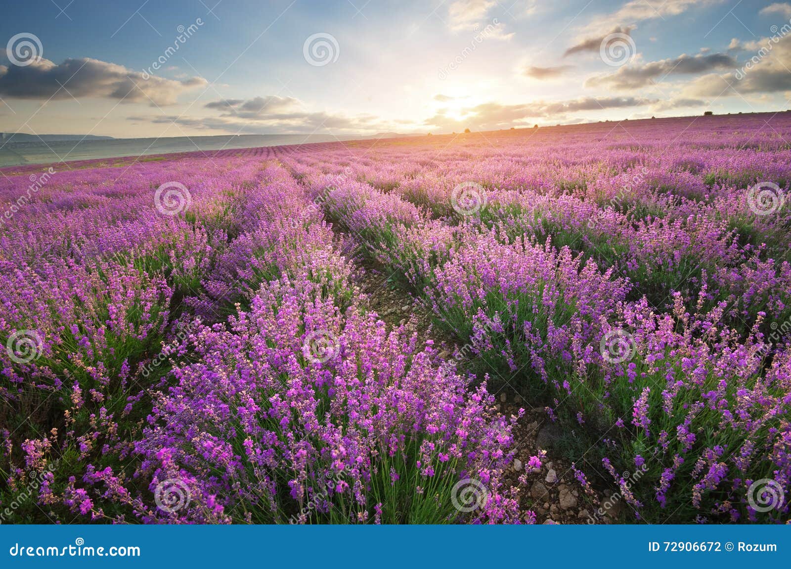 Meadow of lavender. stock photo. Image of beauty, lavendar - 72906672