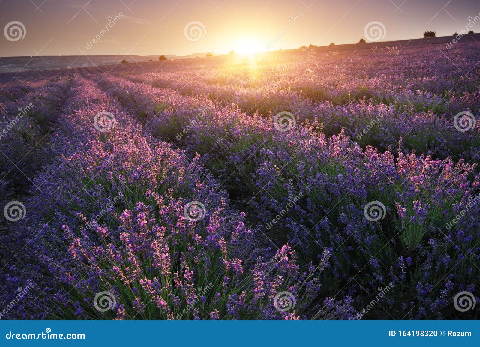 Meadow of Lavender at Sunset Stock Photo - Image of hill, lavender ...