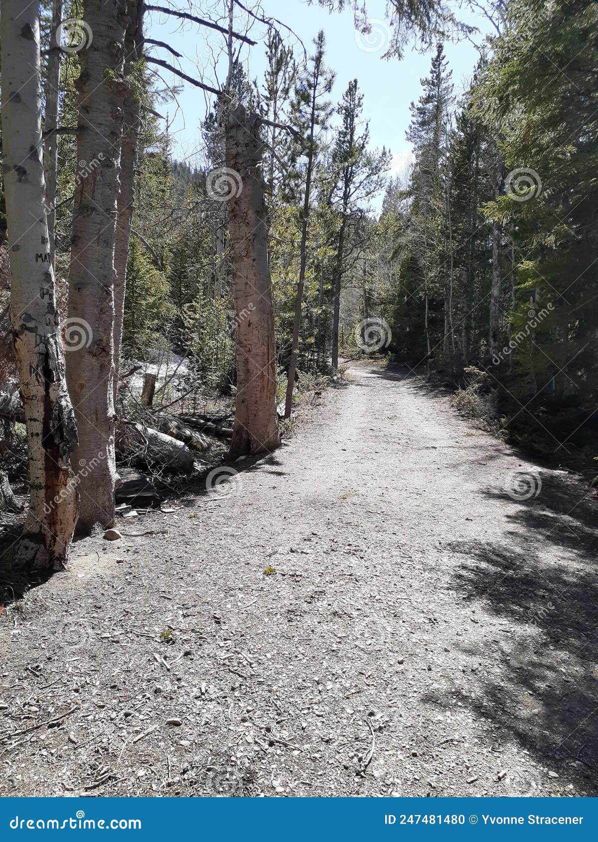 Trail Medicine Bow National Forest Centennial, Wyoming Stock Photo ...