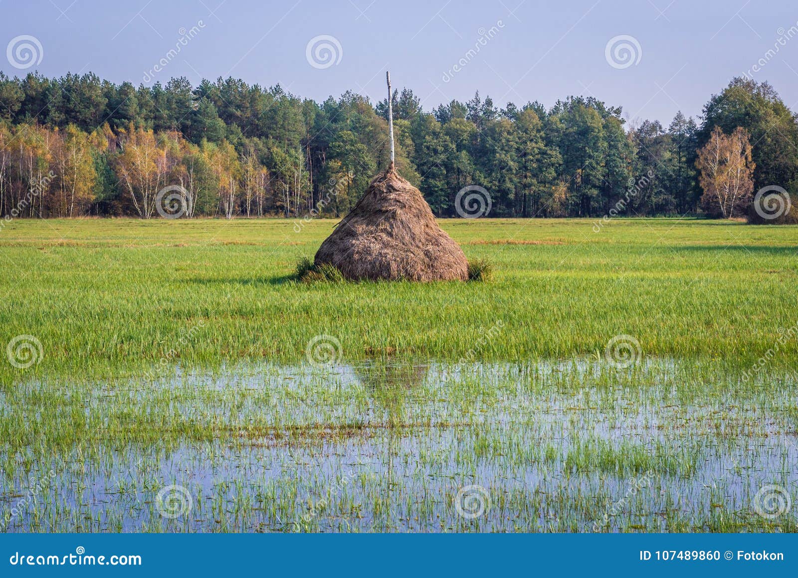 meadow in masovia region of poland