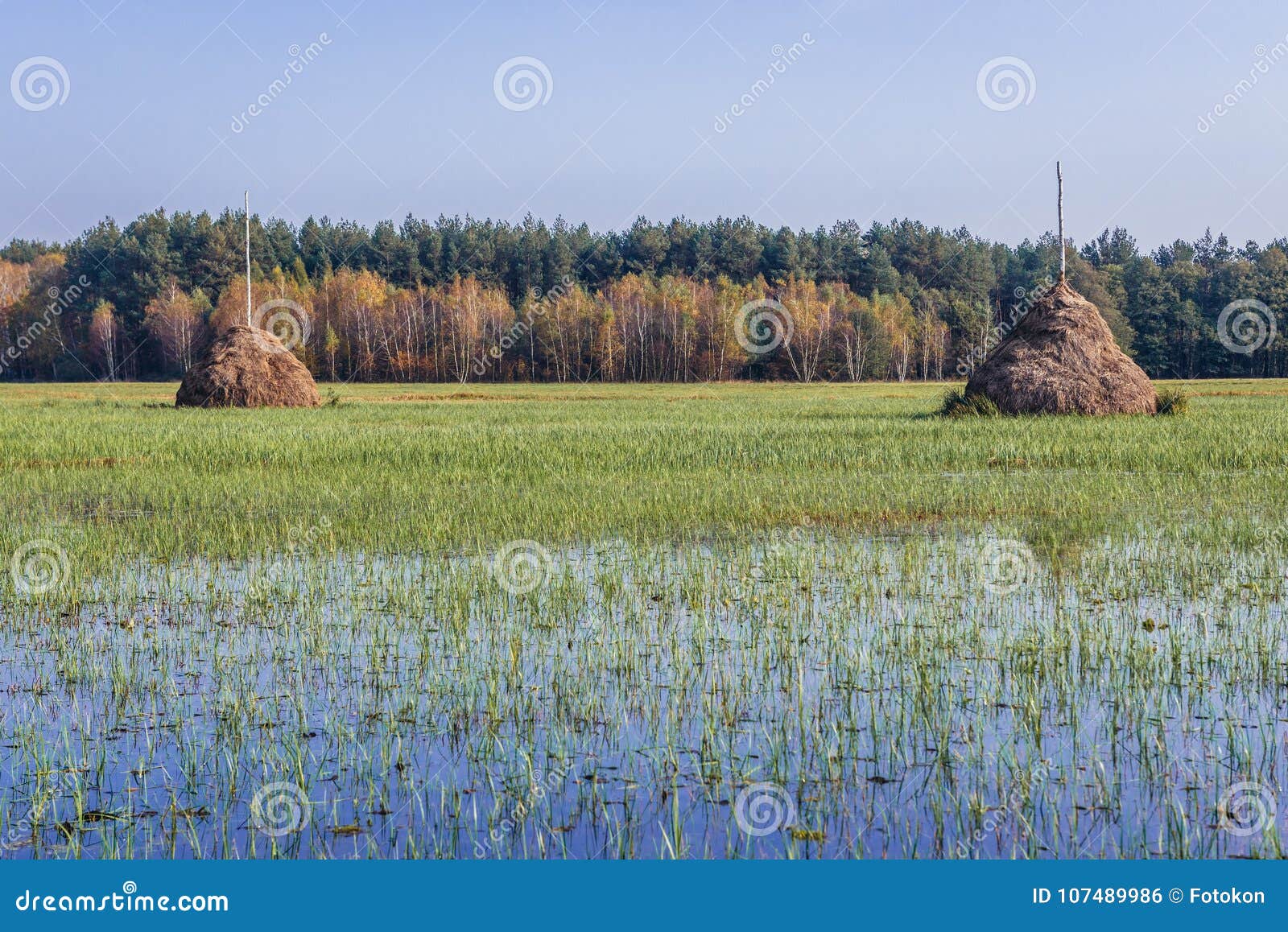 meadow in masovia region of poland