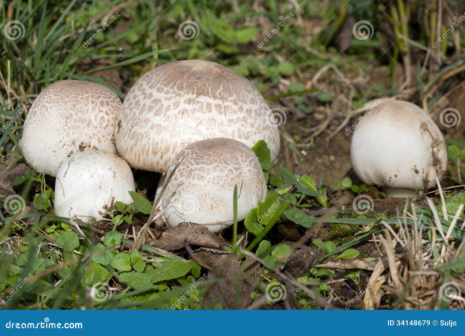 Meadow Mushroom stock image. Image of uncultivated, mushrooms 34148679