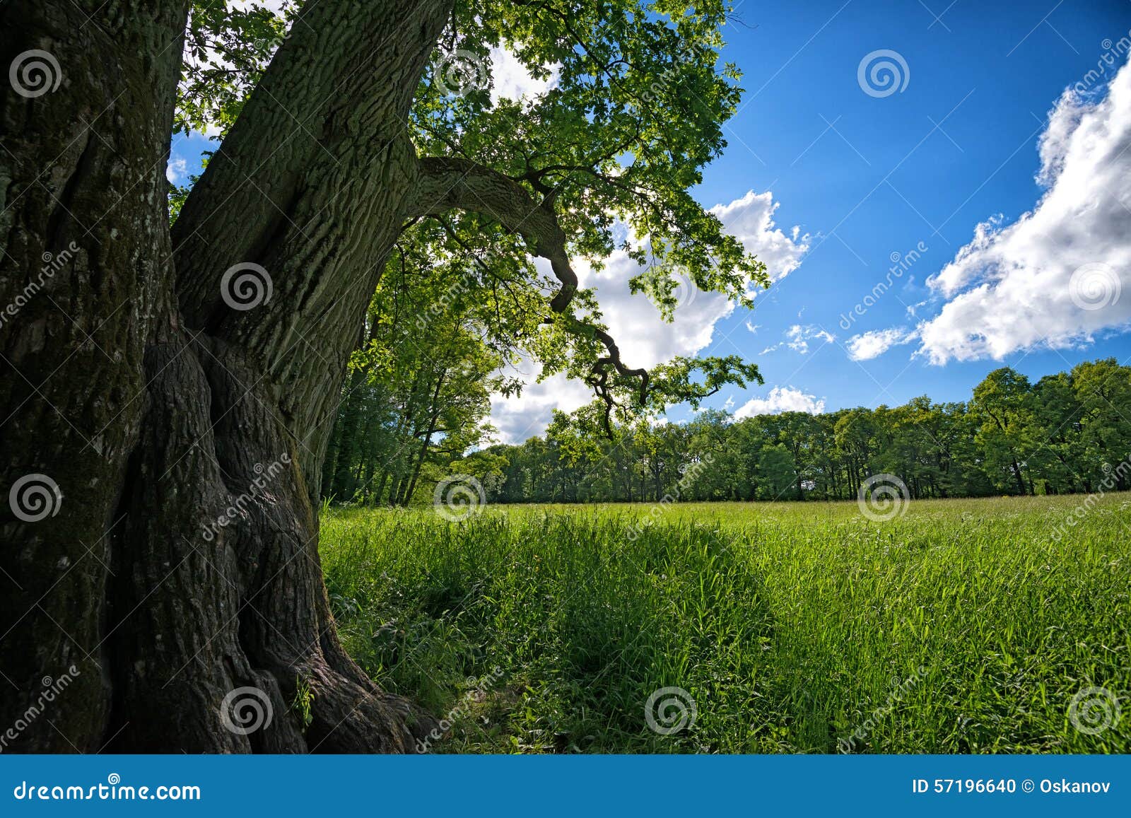 Meadow with oak tree stock photo. Image of backgrounds 57196640