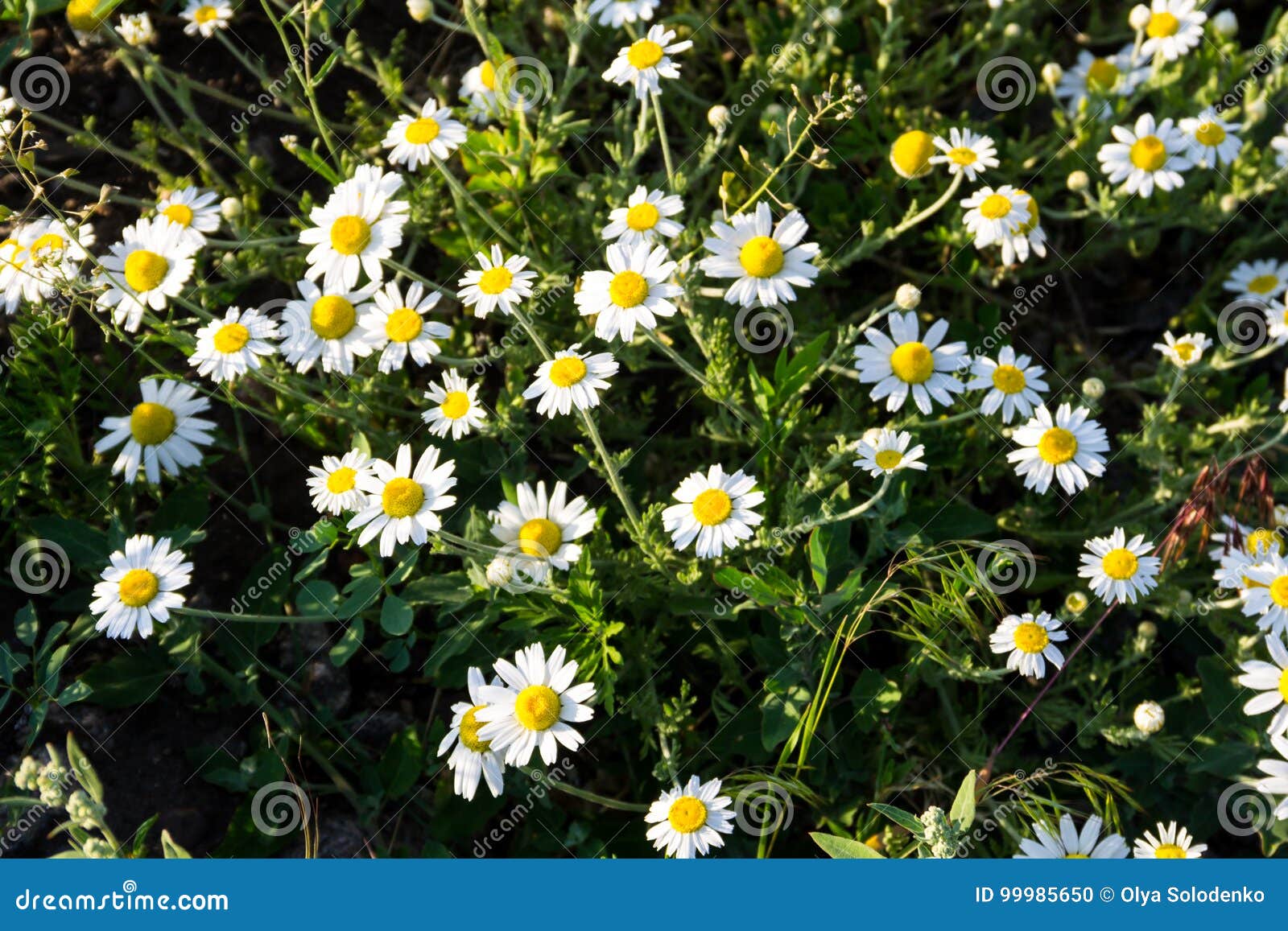 Meadow Of Officinal Camomile Flowers Matricaria Chamomilla Stock Photo