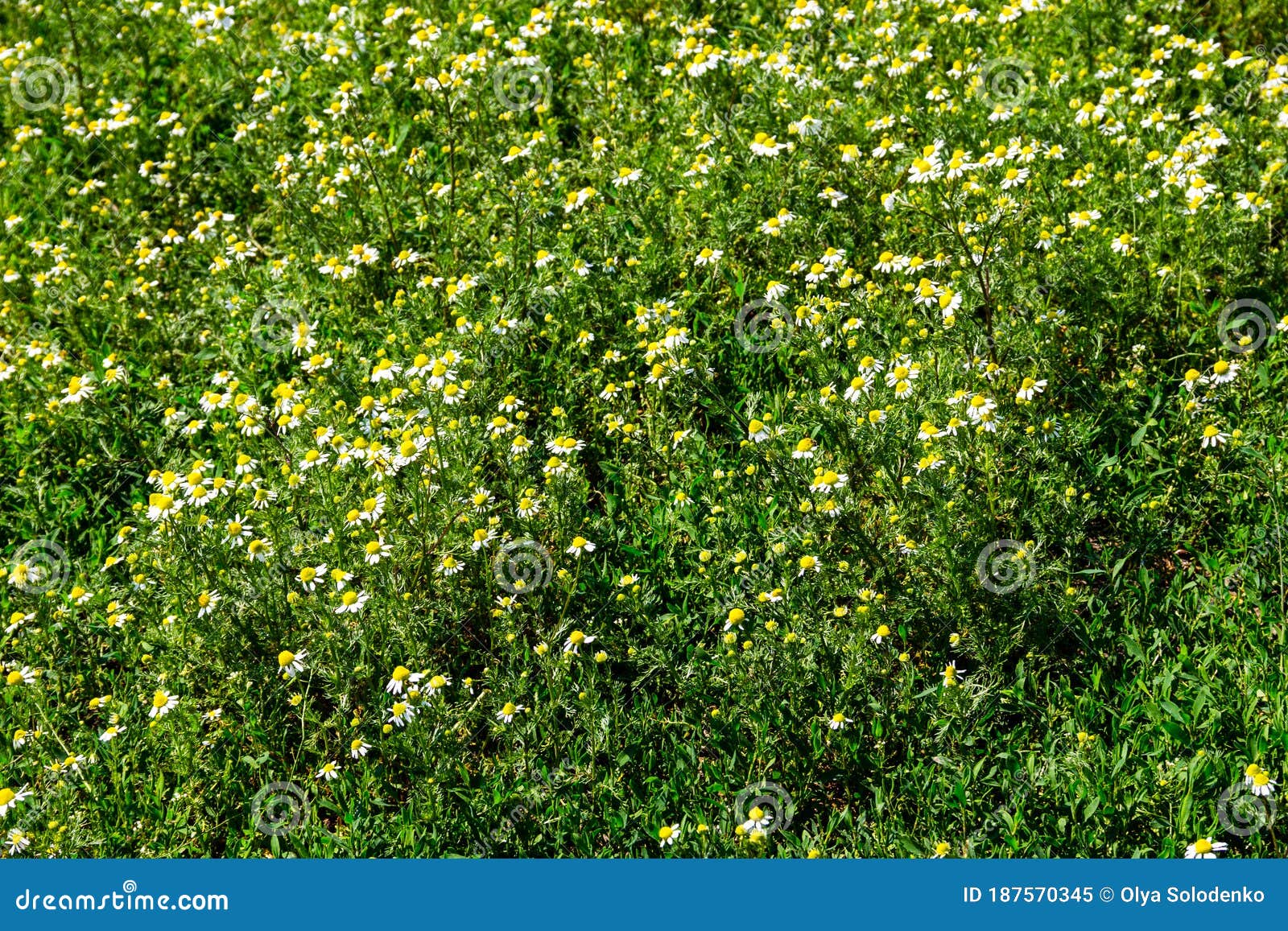 meadow of officinal camomile flowers matricaria chamomilla