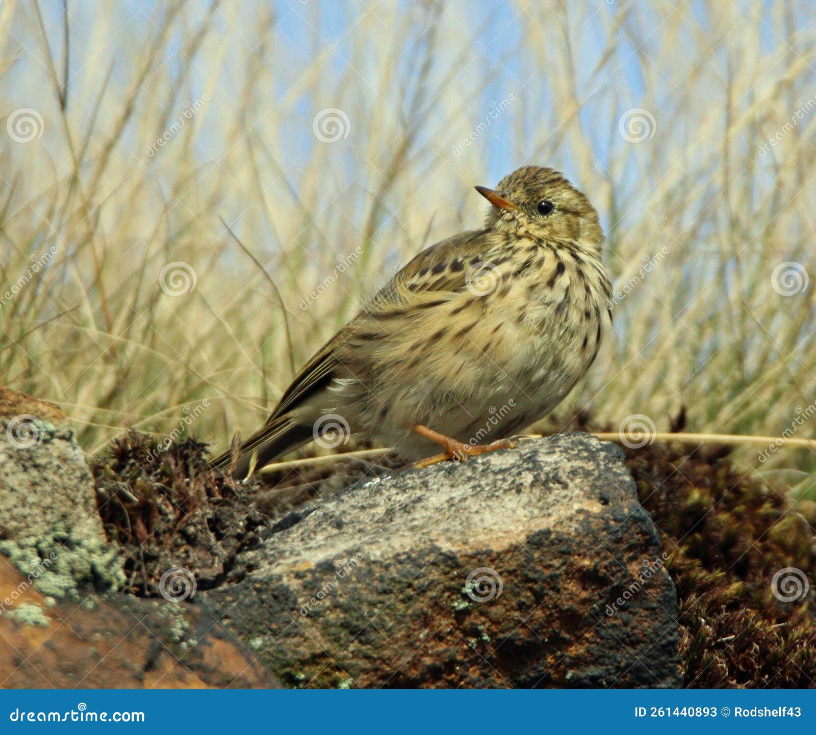 meadow pipit on pennine moorland