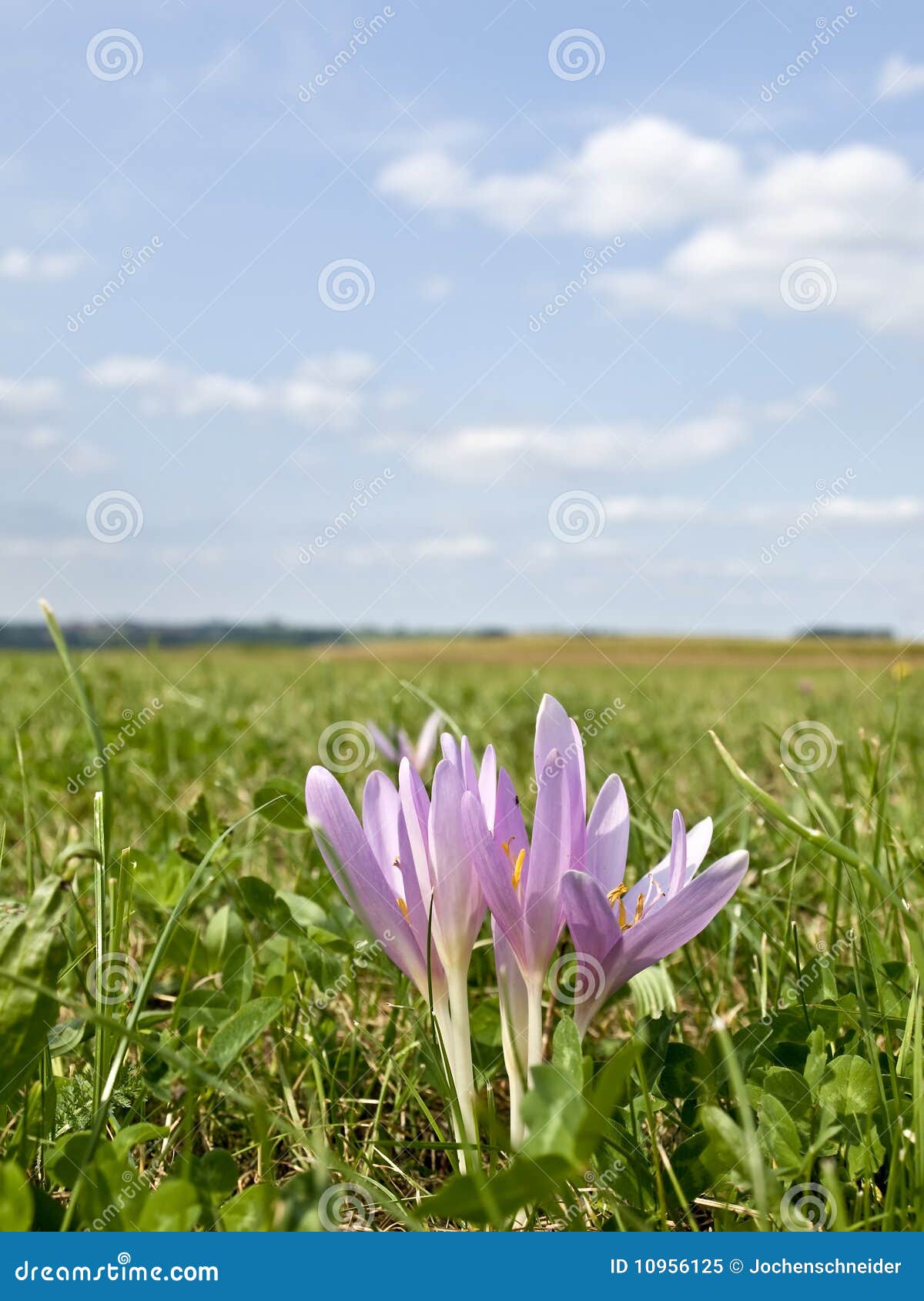 Meadow saffron stock image. Image of plant, flower, makro 10956125