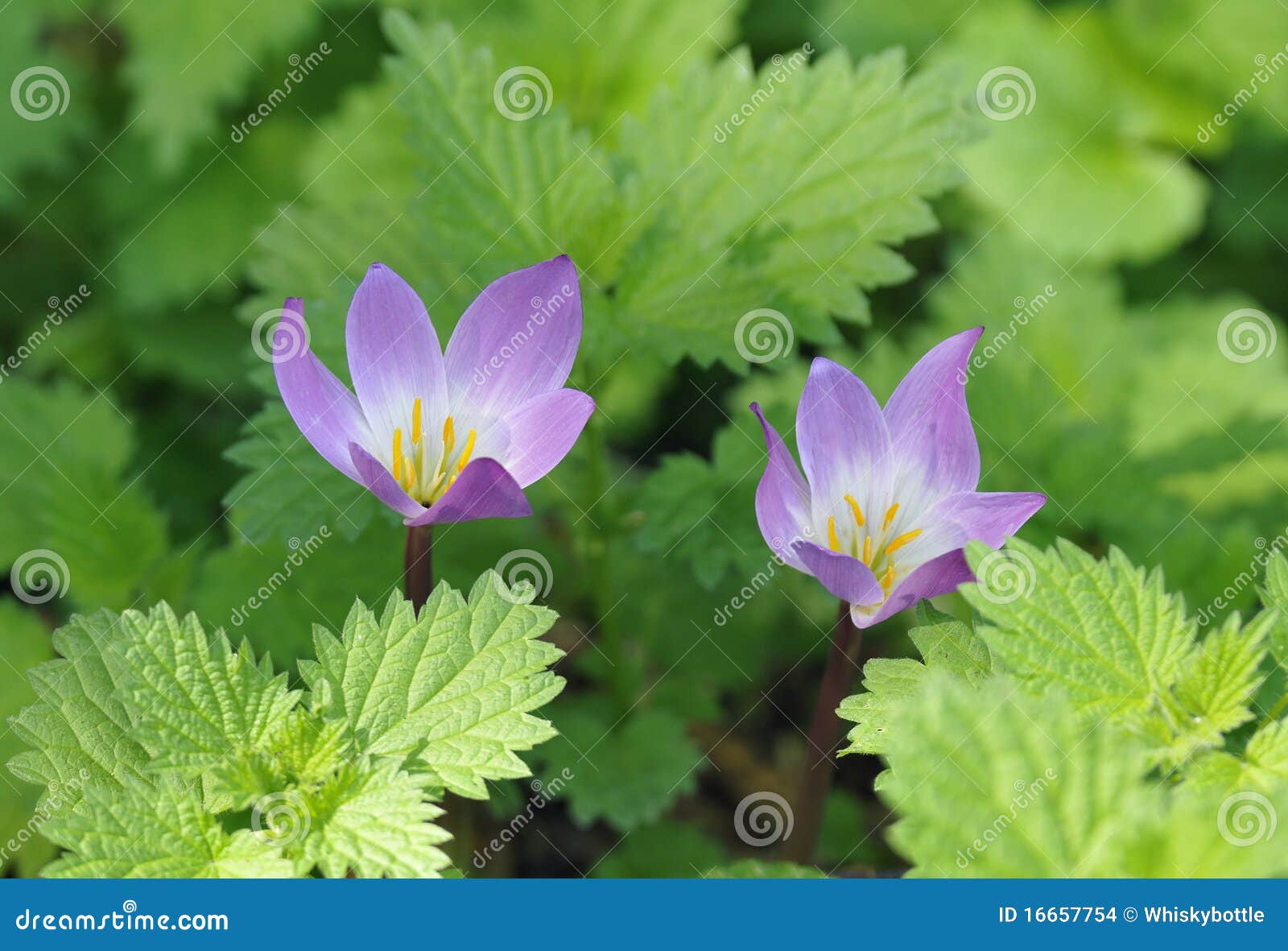 Meadow Saffron stock photo. Image of woods, saffron, pink 16657754