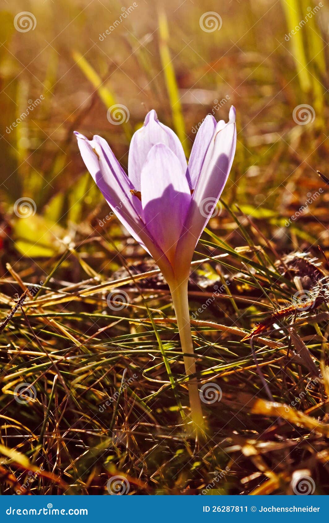 Meadow saffron stock image. Image of autumnal, macro 26287811