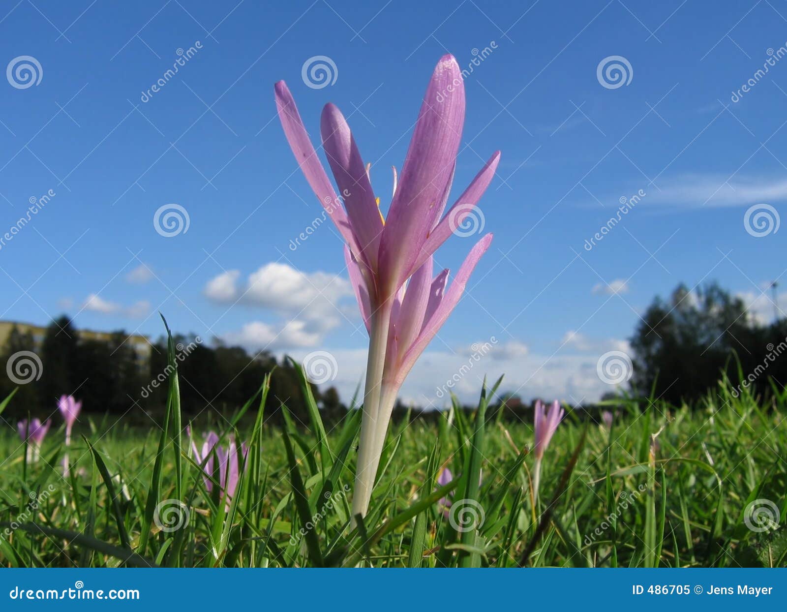 Meadow saffron stock image. Image of plant, magenta, field 486705