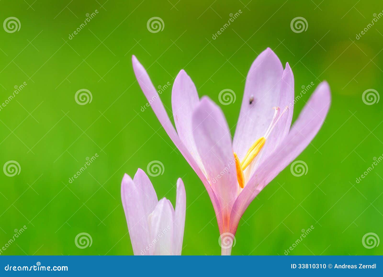 Meadow Saffron stock photo. Image of design, beauty, floral 33810310
