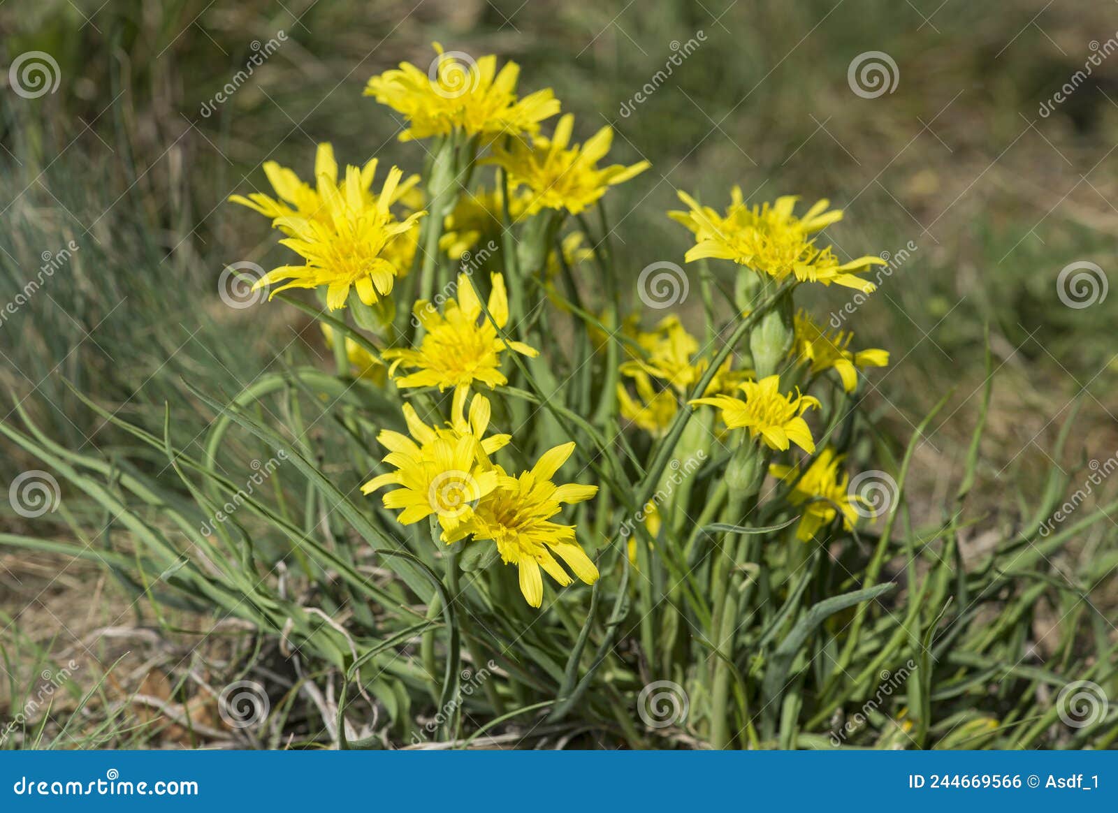 meadow salsify tragopogon pratensis,