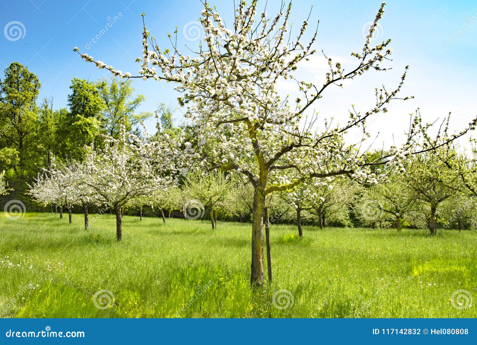 Apple Trees in Blossoms, Spring Time in Orchard with Apple Trees Stock