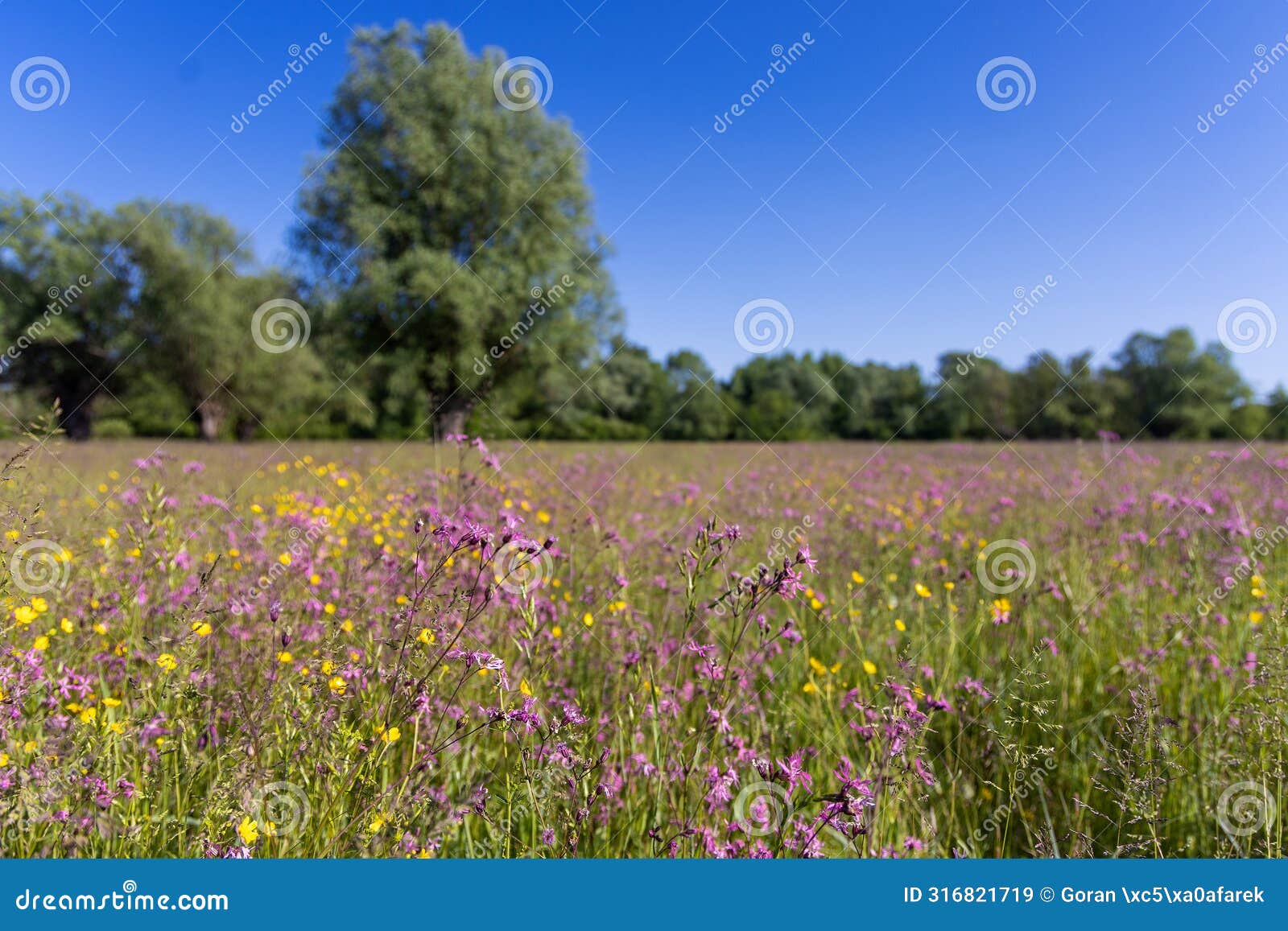 the meadow with silene flos-cuculi and ranunculus flowers