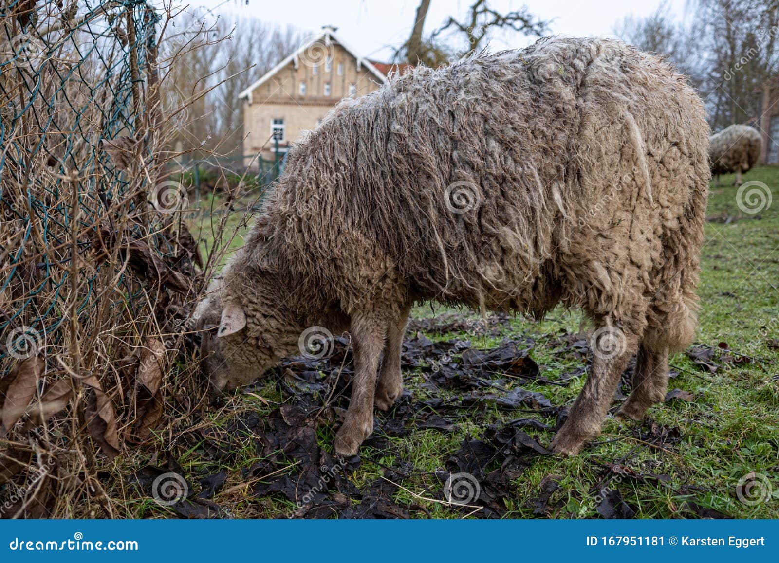A Meadow Stand Wool Sheep with a Dirty Thick Sheepskin Stock Image