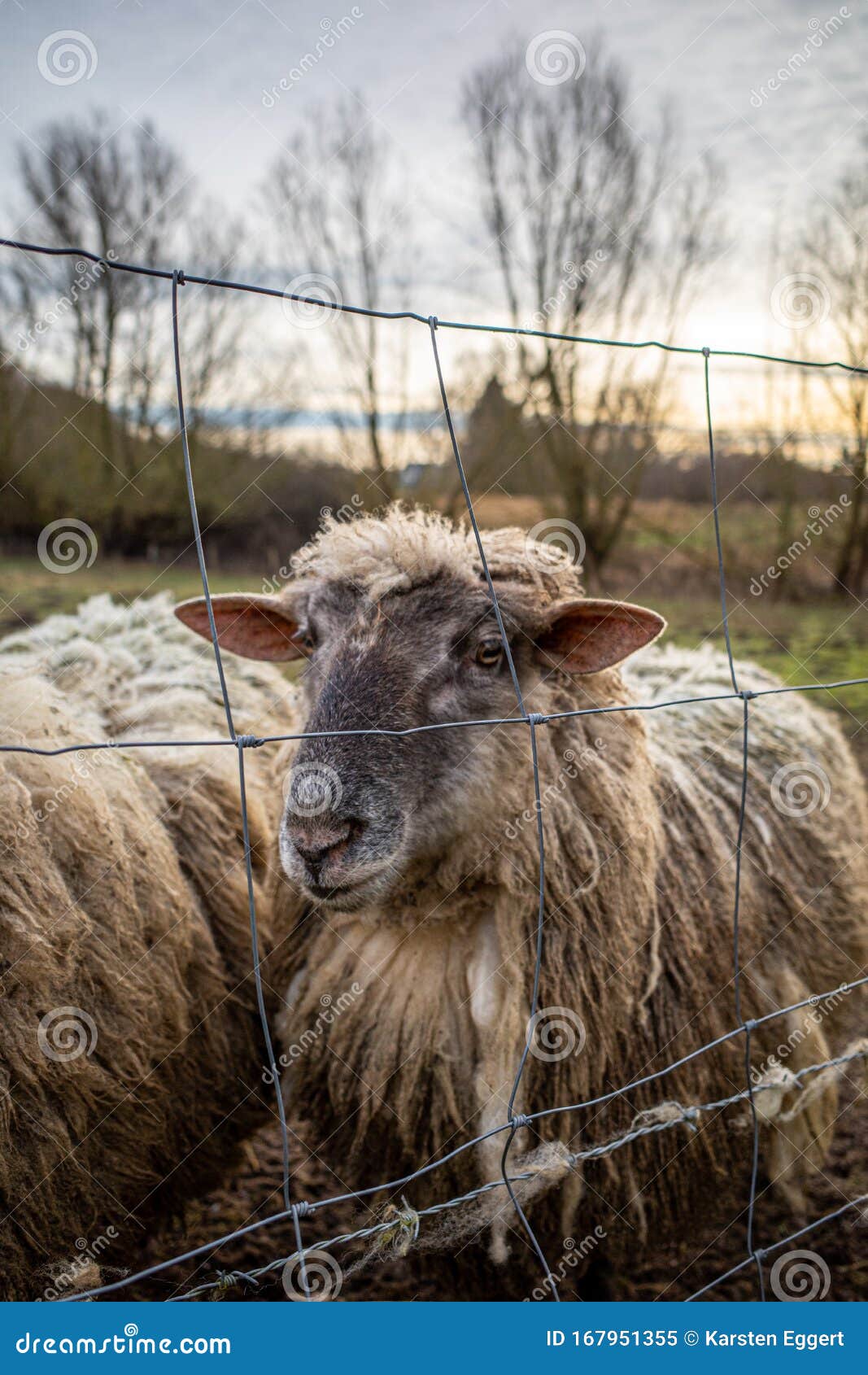 A Meadow Stand Wool Sheep with a Dirty Thick Sheepskin Stock Image