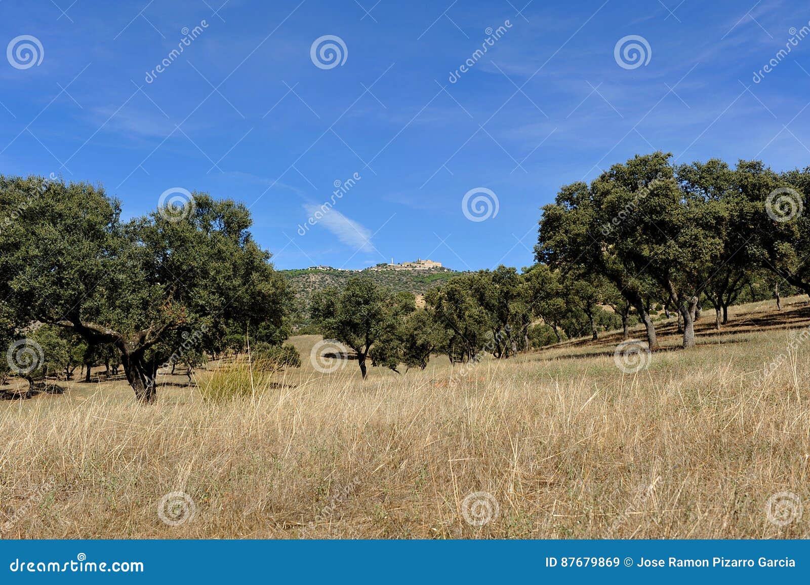 meadow at summer, sierra de andujar natural park in jaen province, spain