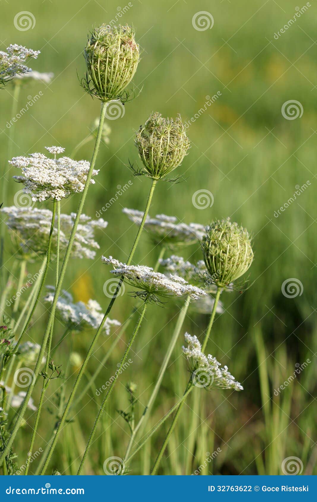 Meadow with white flowers stock photo. Image of background 32763622