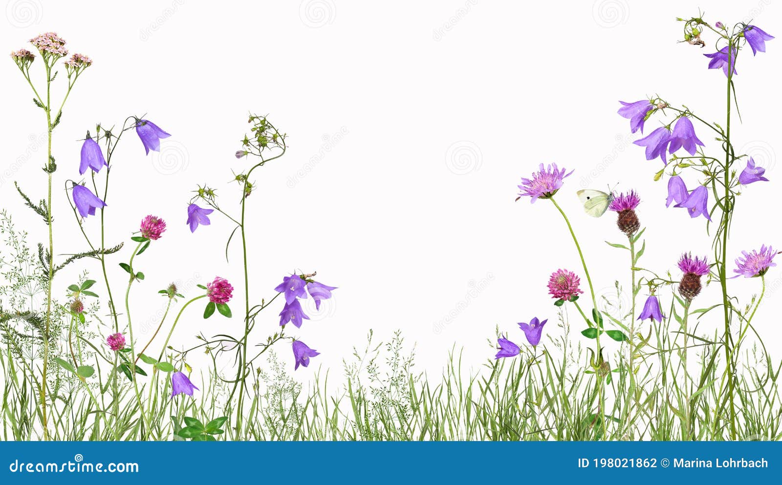 meadow with wild flowers, 