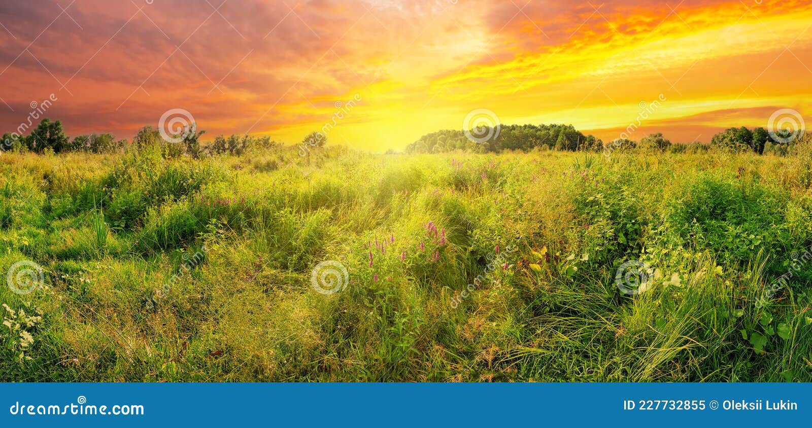 Meadow Of Wildflowers Under Dramatic Sunset Sky Stock Image - Image Of 