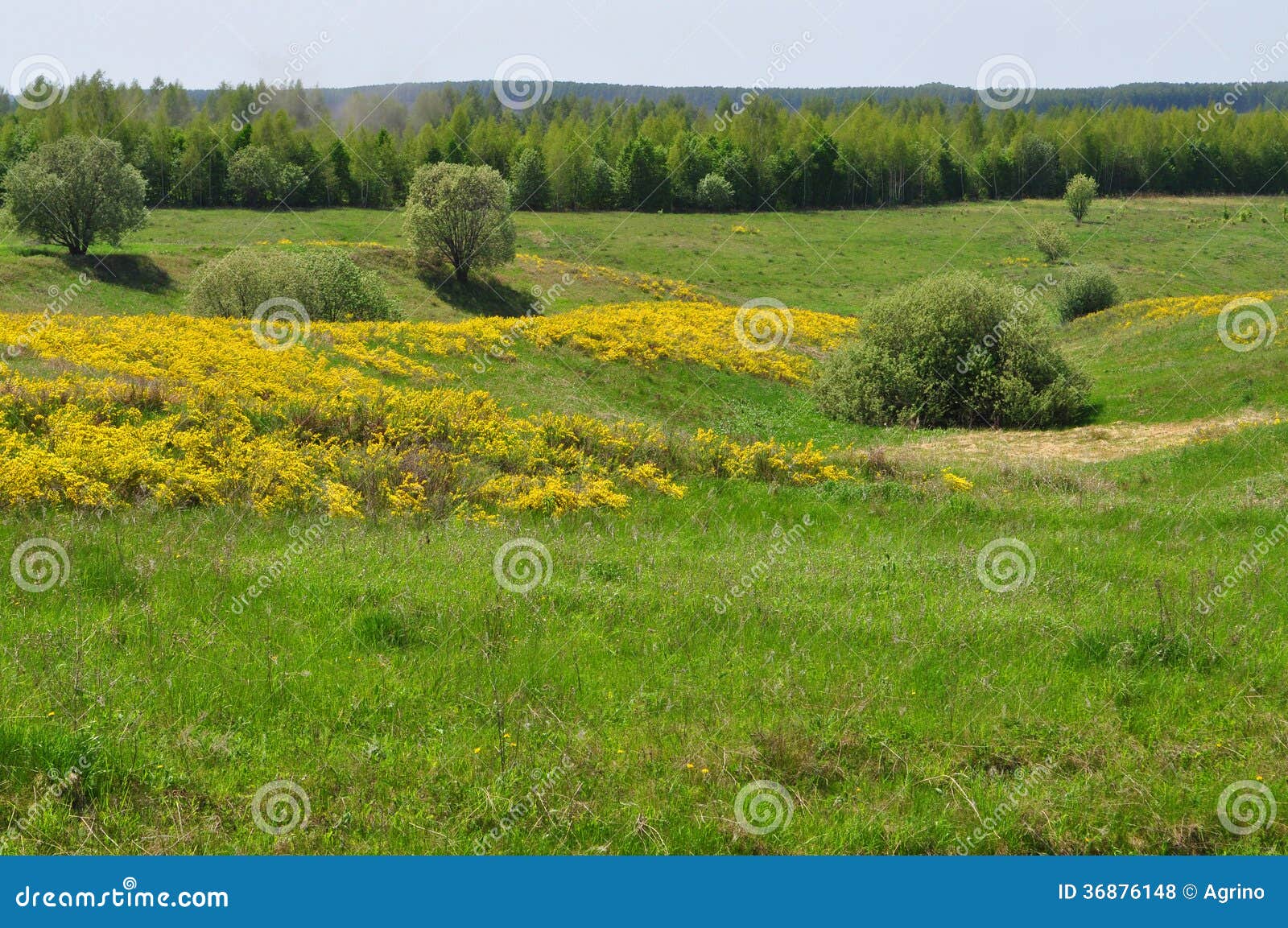 Meadow With Yellow Flowers Stock Photo Image Of Green 36876148