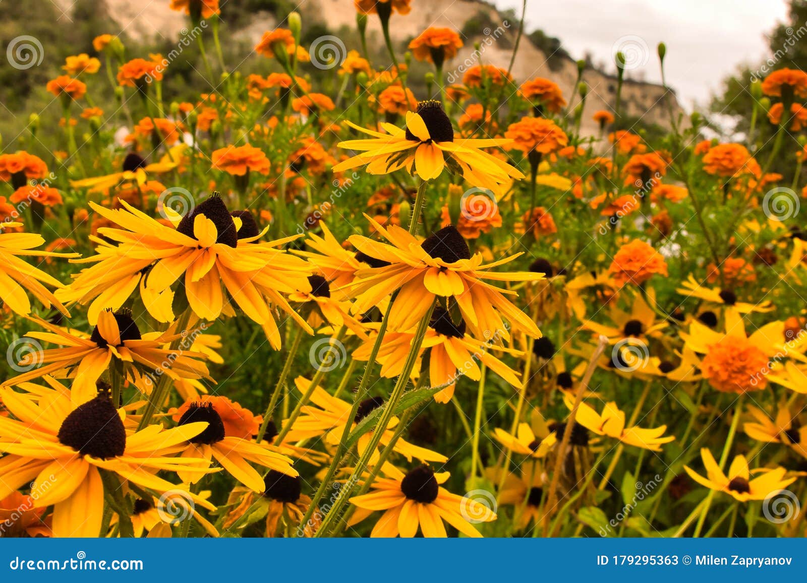 meadow yellow flowers, sunny spring fowers blooming