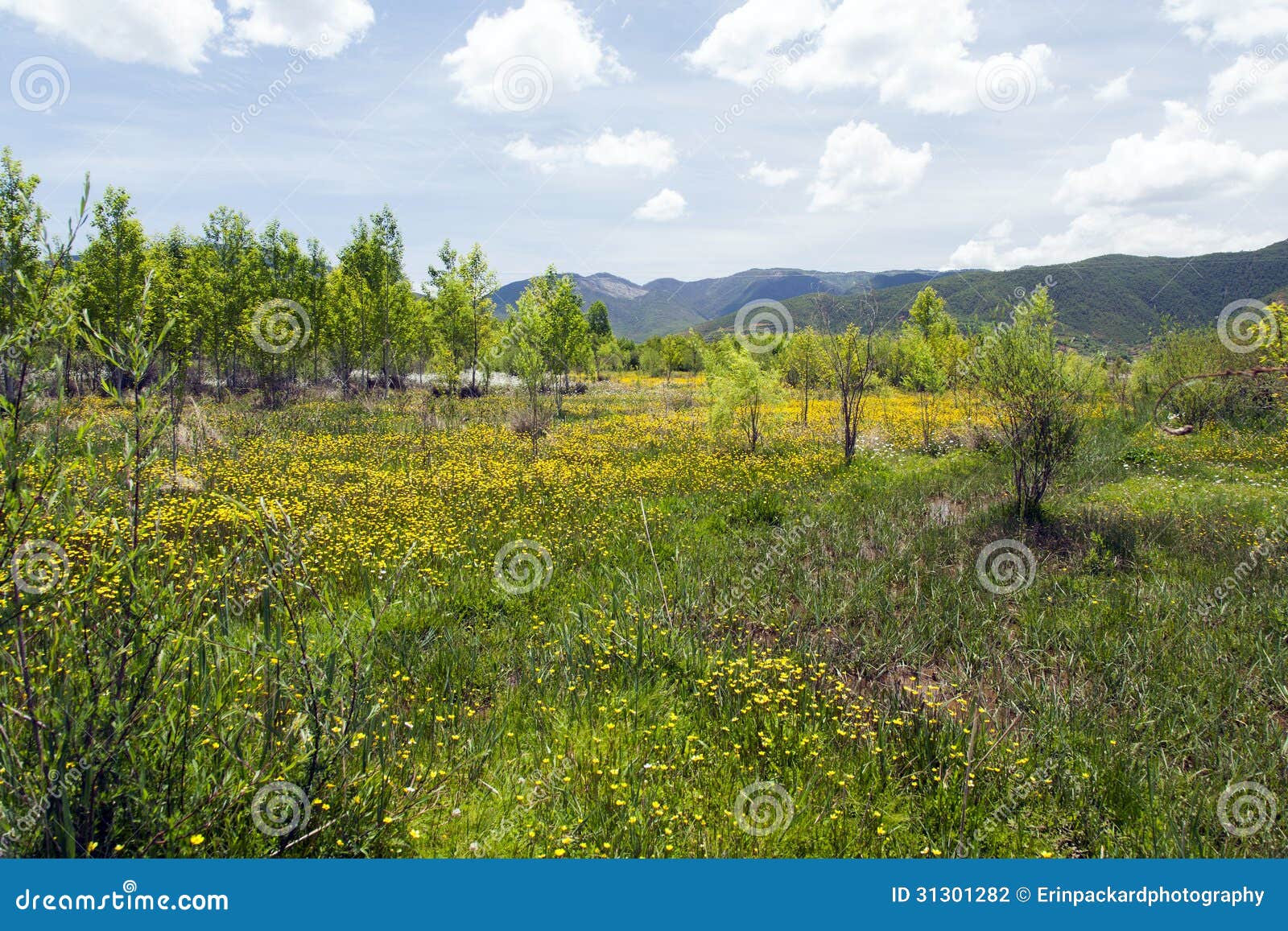 Meadow Of Yellow Wildflowers Stock Photo Image Of Wildflowers Field