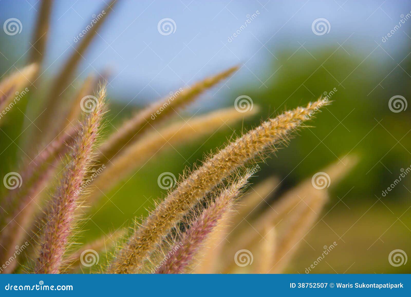 Meadows in the farm stock image. Image of blooming, natural 38752507