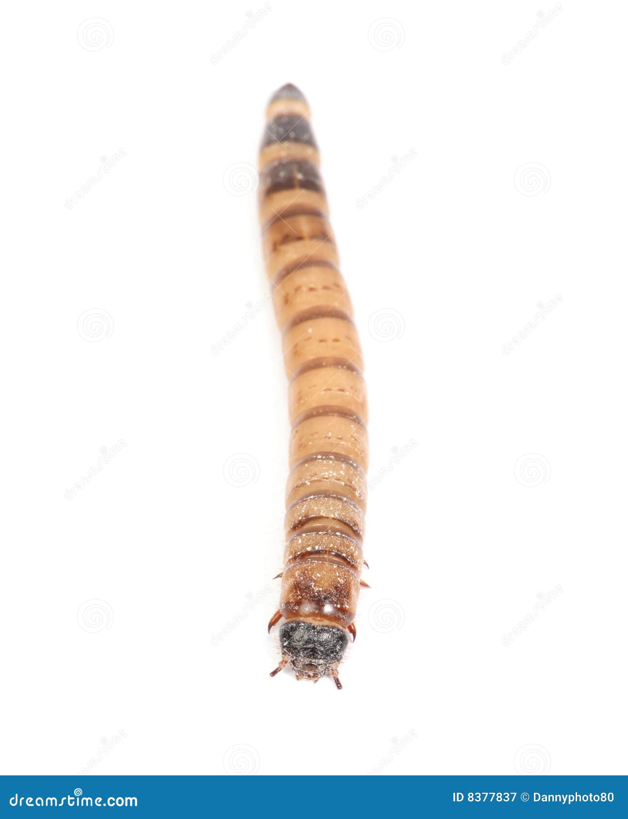 download mealworms download mealworms