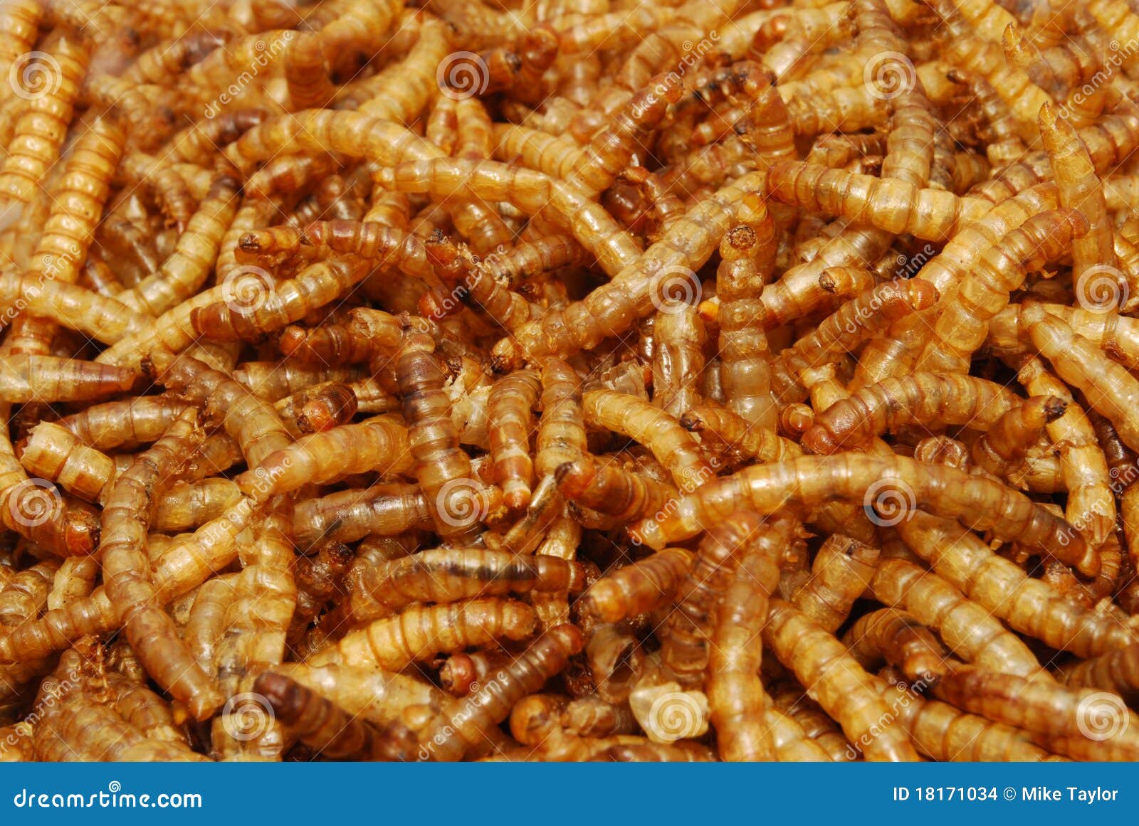 Meal Worm (freeze dried) stock photo. Image of crawly 18171034