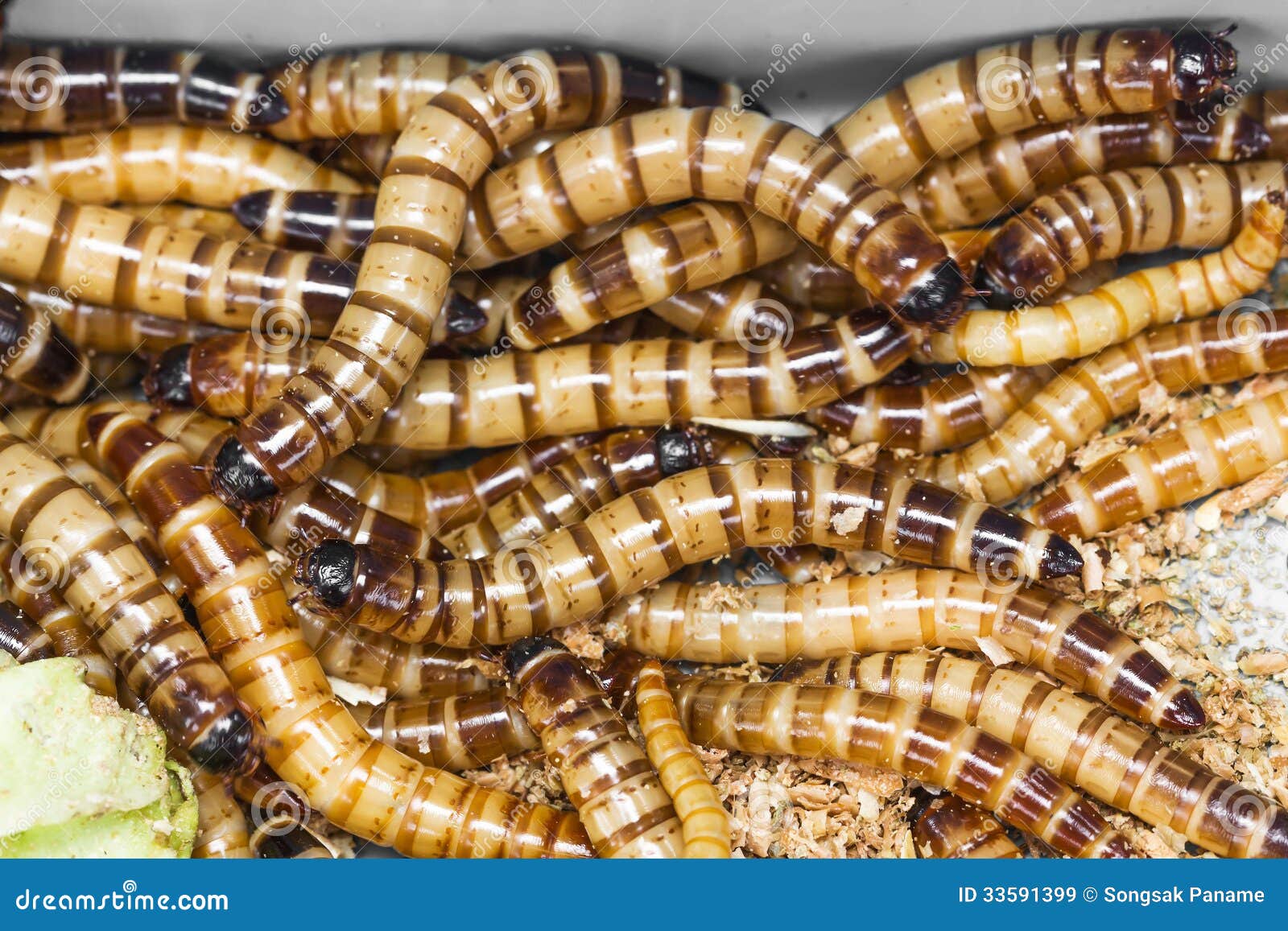 download meal worm download meal worm