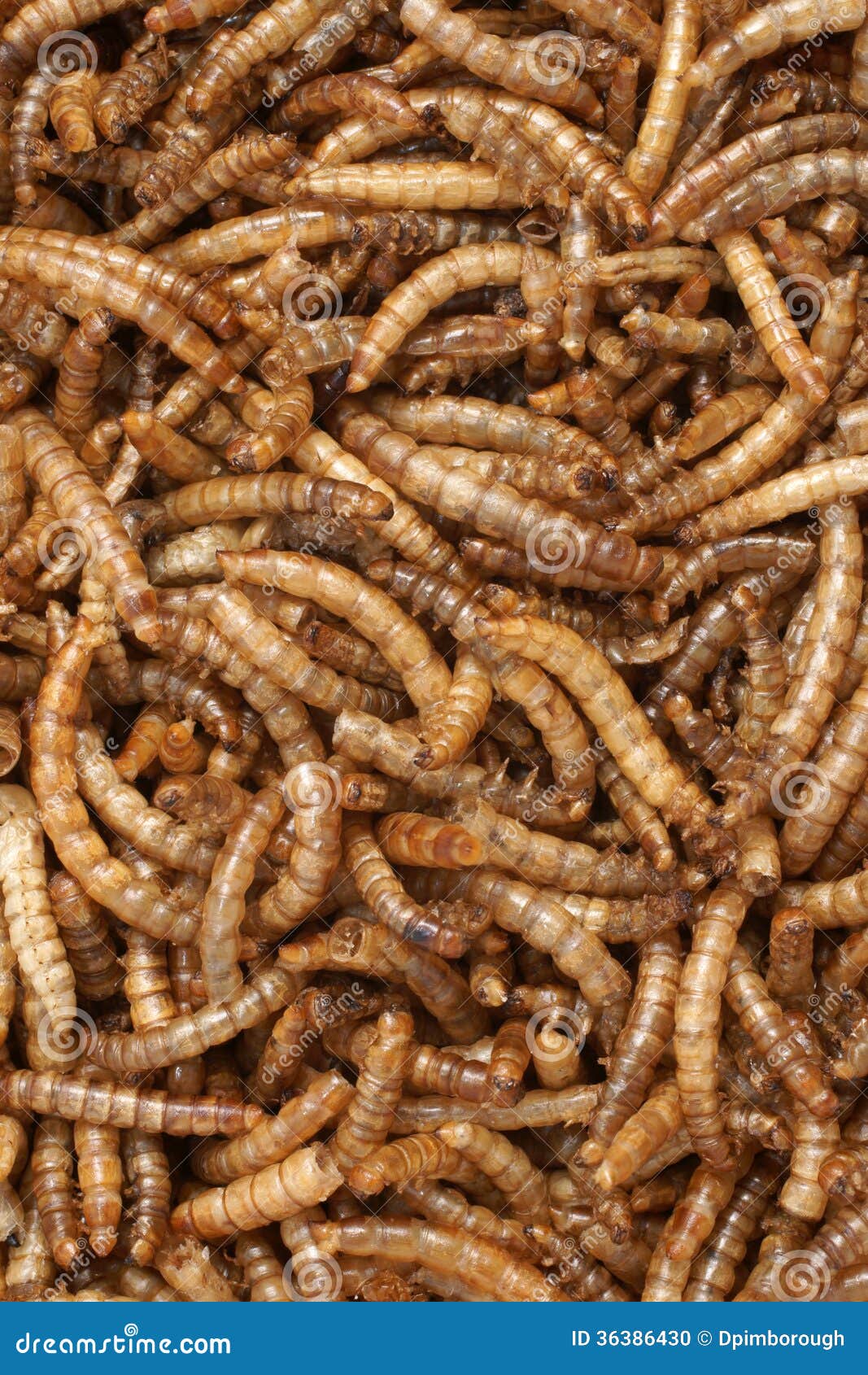 download mealworms for birds download mealworms for birds