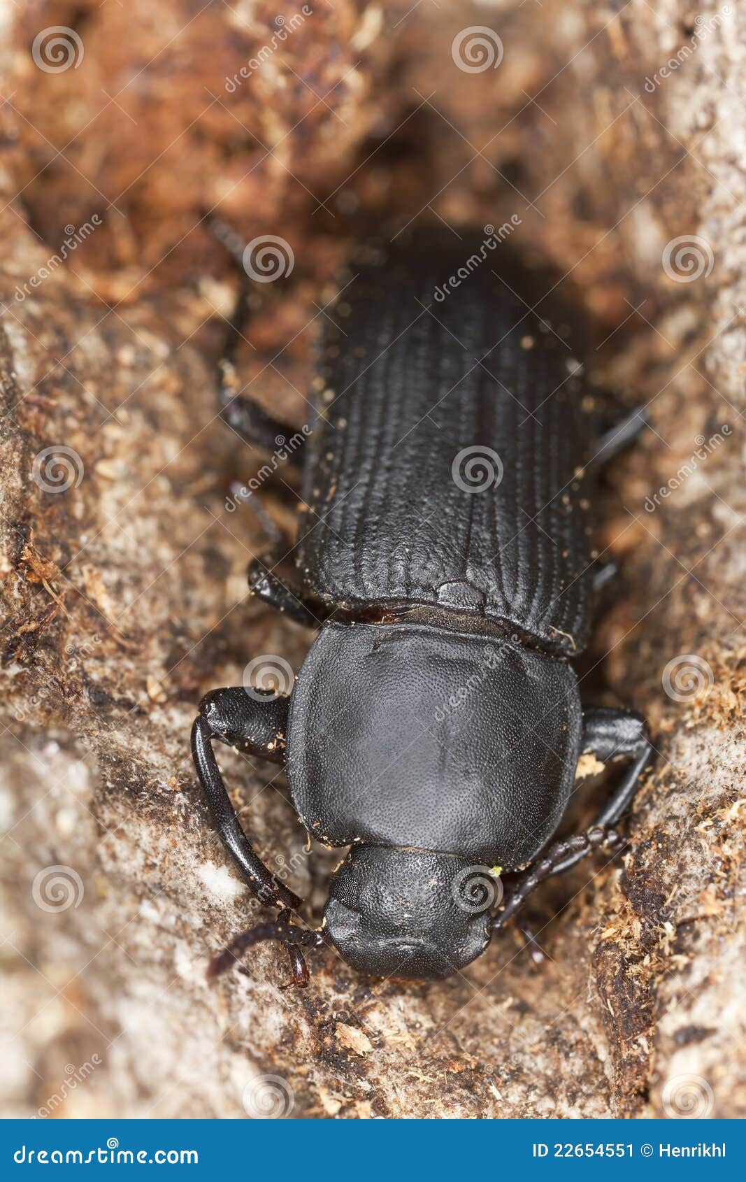Mealworm Beetle (Tenebrio Opacus) Stock Image Image of magnification
