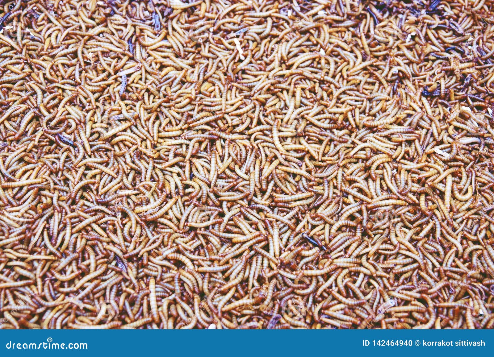 download feeding mealworms download feeding mealworms