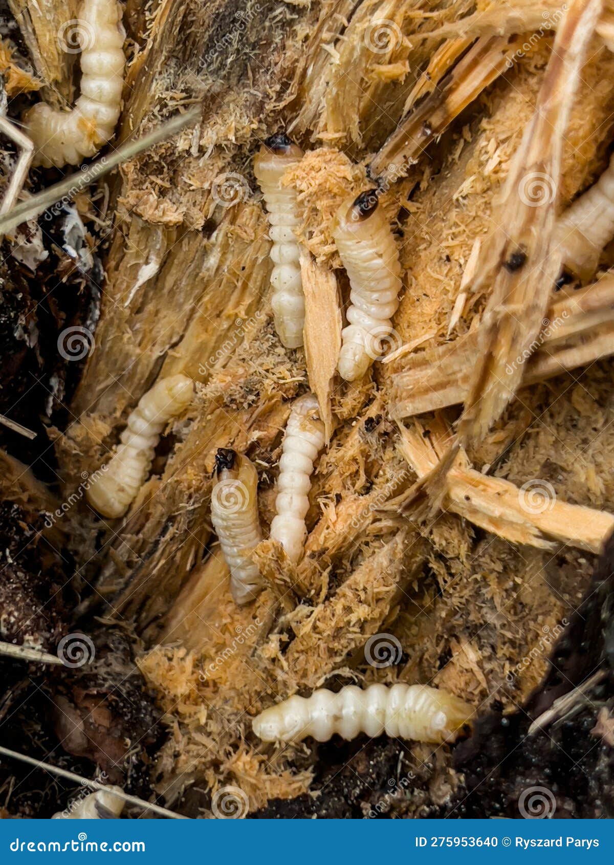 Mealworm Larvae in a Split Rotting Pine Stump Stock Photo Image of