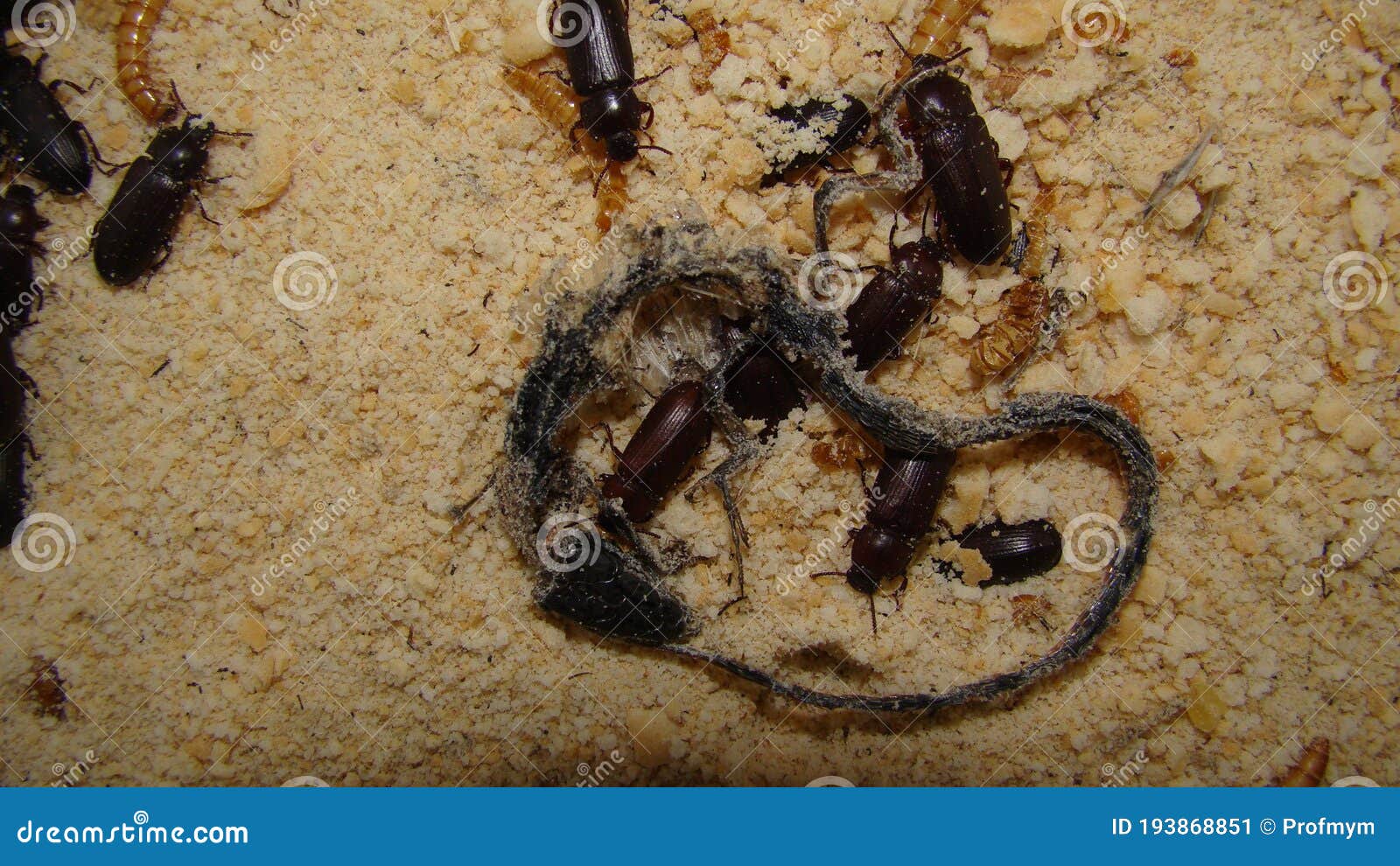 download mealworms download mealworms