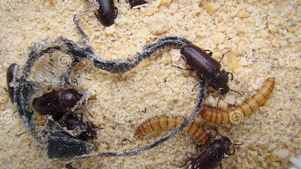 Mealworm ; Life Cycle of a Mealworm Larva and Adult Meal Worms Eating
