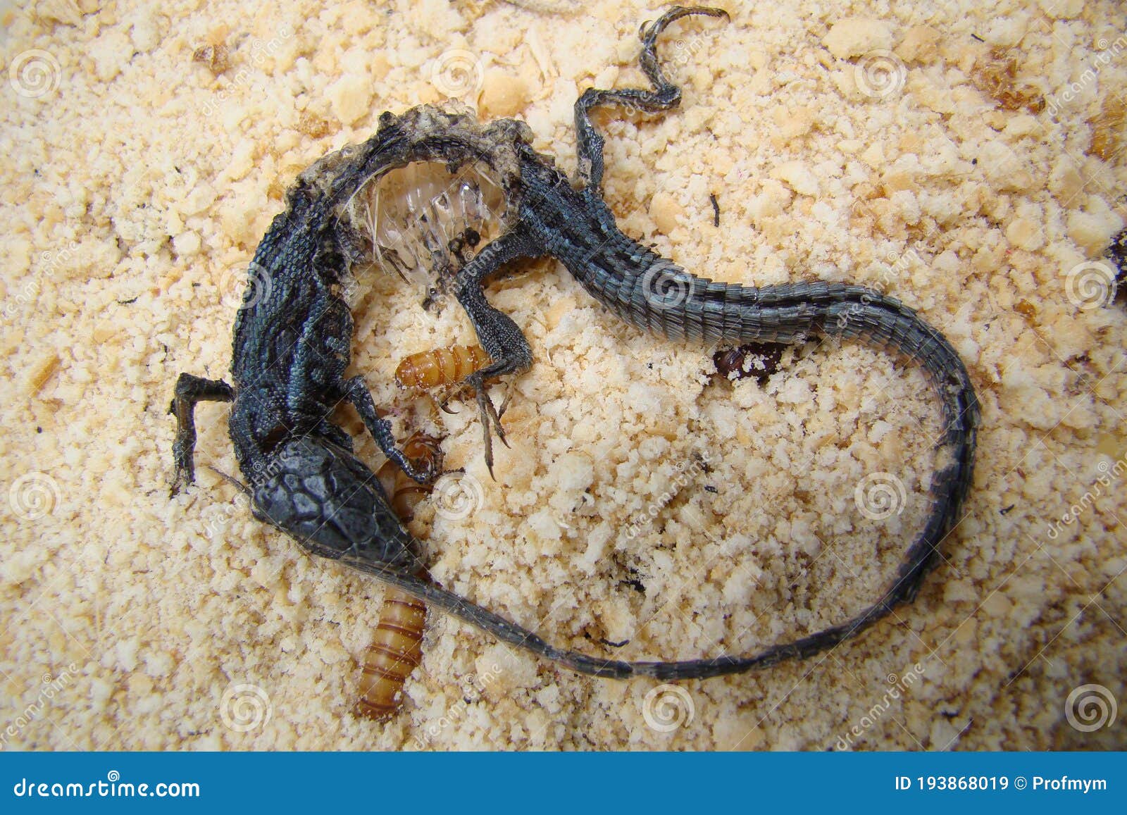 download mealworms
