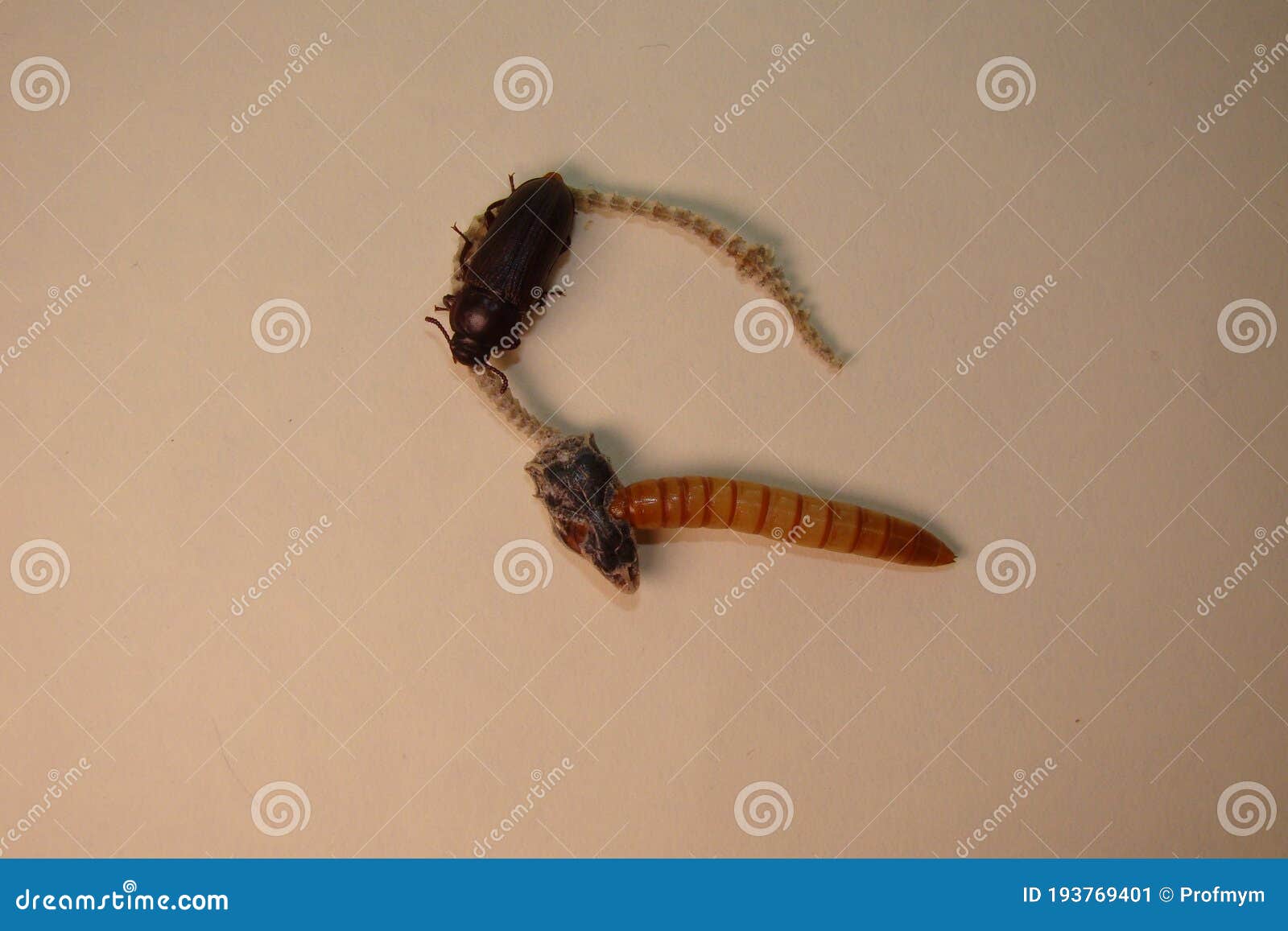 download meal worm download meal worm