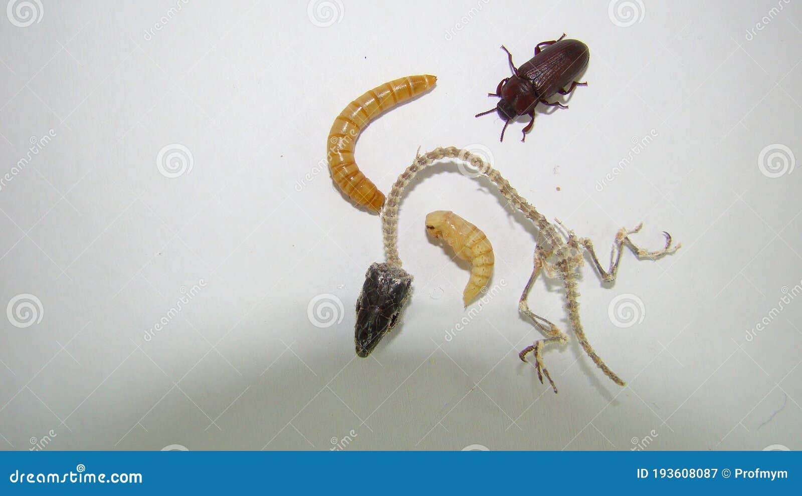 download mealworms download mealworms