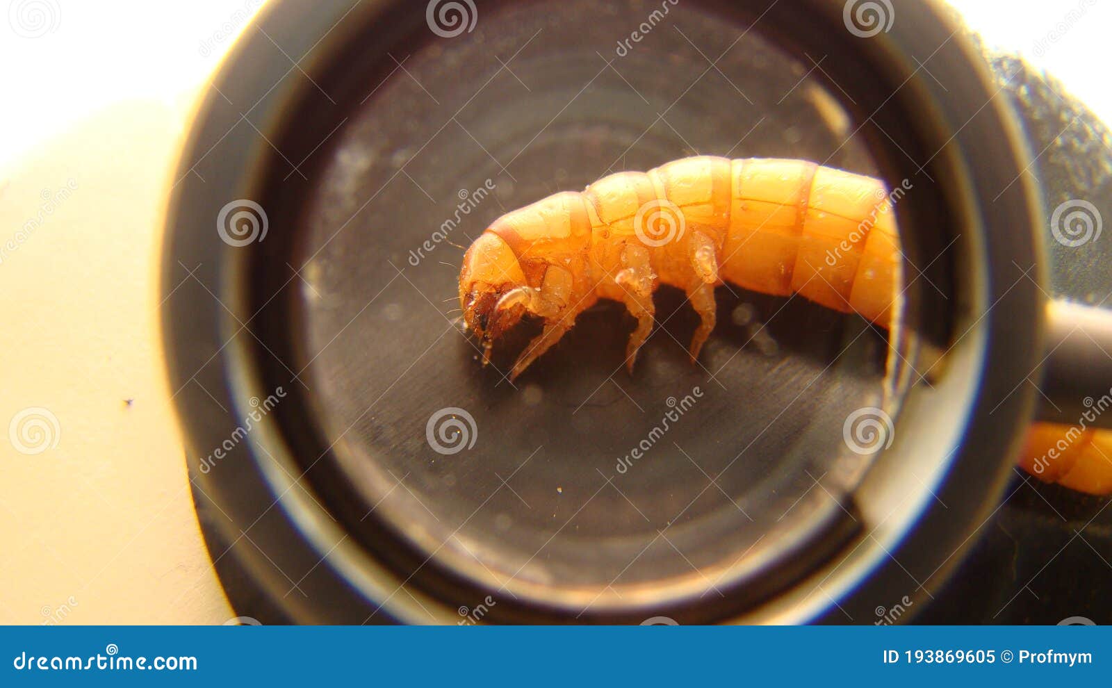 download growing mealworms download growing mealworms